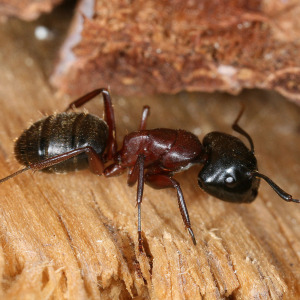extermination-de-fourmis-charpentières